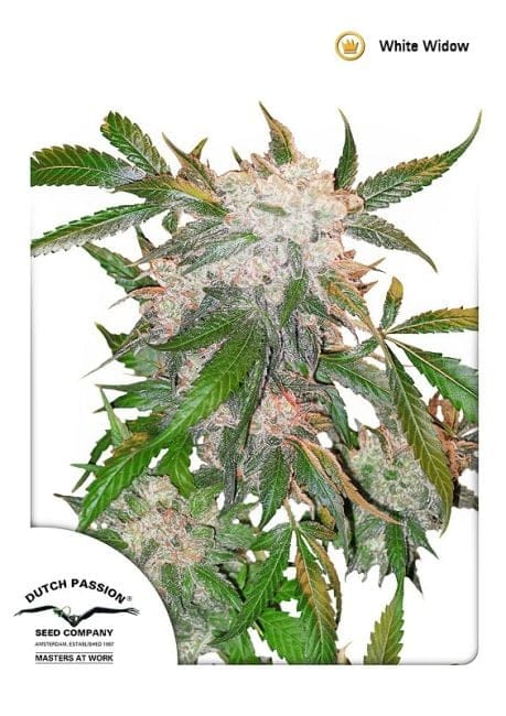 White Widow Ordinario Semi - 10-DP3201