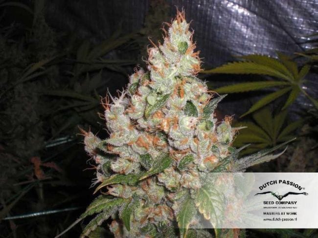 White Widow Ordinario Semi - 10-DP3201