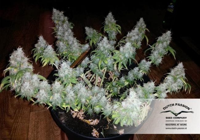 White Widow Ordinario Semi - 10-DP3201
