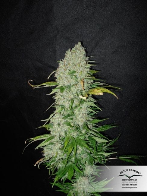 White Widow Ordinario Semi - 10-DP3201