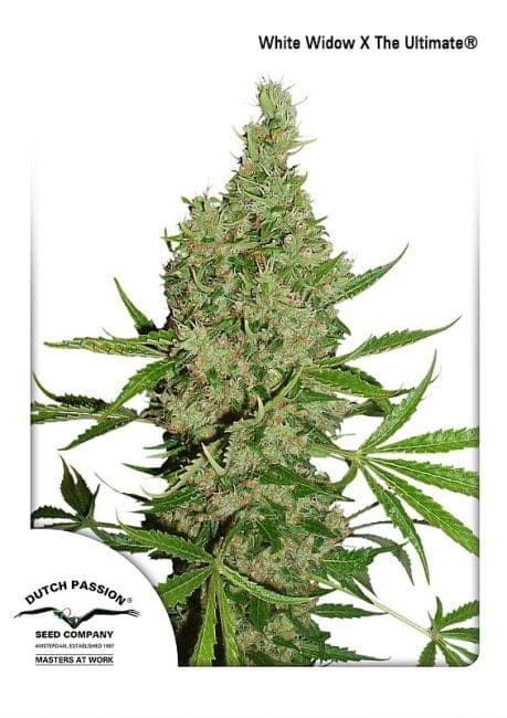White Widow x The Ultimate Regular Seeds - 10-DP6601