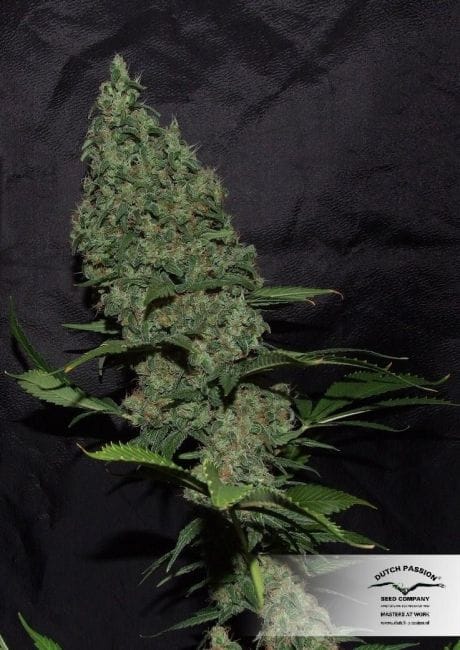 White Widow x The Ultimate Régulier Graines - 10-DP6601