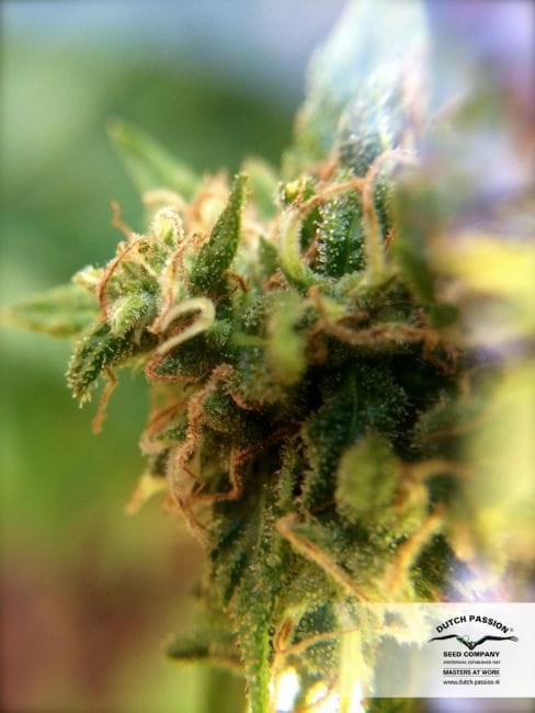 White Widow x The Ultimate Régulier Graines - 10-DP6601