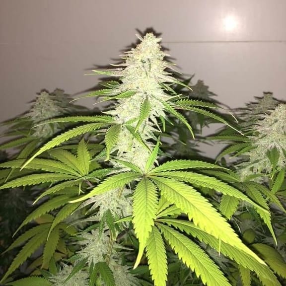 Wedding Cake S1 Feminised Seeds-PF-013-F5