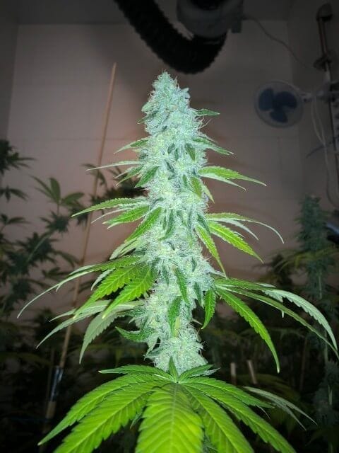 Wedding Cake S1 Feminised Seeds-PF-013-F5