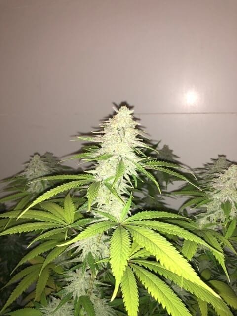Wedding Cake S1 Feminised Seeds-PF-013-F5