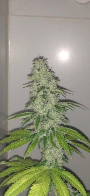 Wedding Cake S1 Feminised Seeds-PF-013-F5