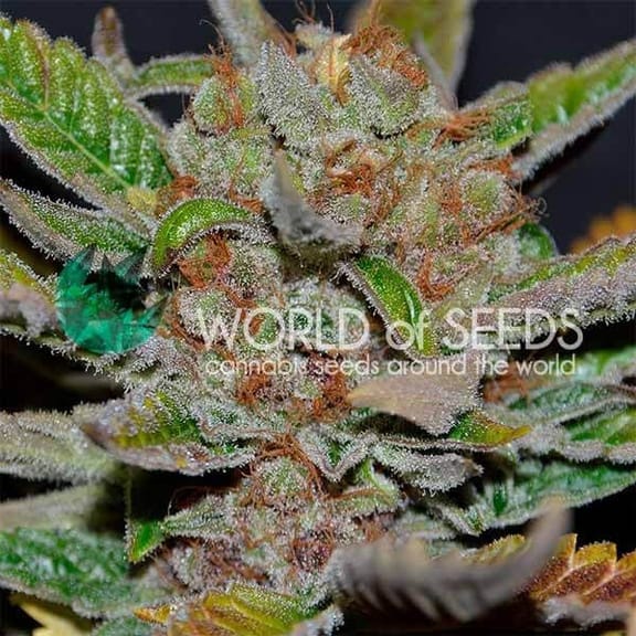 Bubba Haze Regular Seeds - 10-WOS-BUBH-REG-10