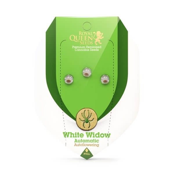 RQS автоцъфтящи Starters Kit - White Widow Auto-RQS-STKIT-WW-AUTO-FEM-3