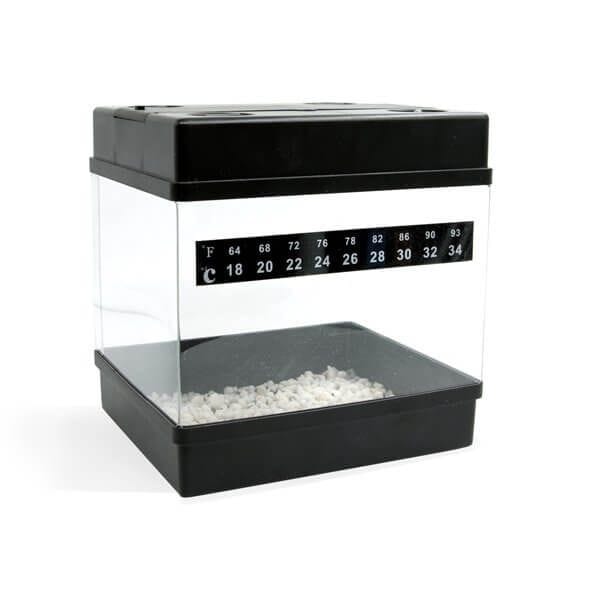 RQS Feminised Starters Kit-RQS-STKIT-CRIT-FEM-3