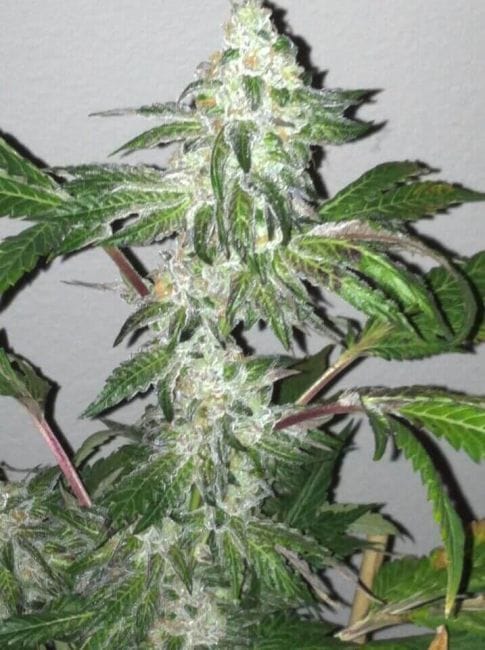 Girl Scout Cookies Regular Seeds - 10-CC-022