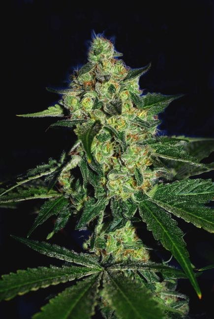 Sugar Mill Feminised Seeds (Gold Collection) - 6-CCG-005-F6