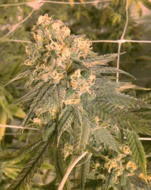 Mint Milano Feminised Seeds (Gold Collection) - 6-CCG-007-F6