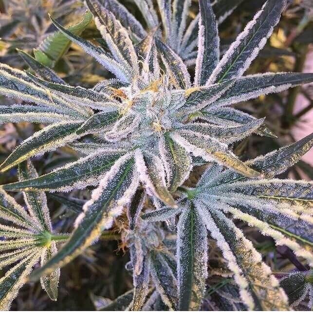 Fruit Tree Feminised Seeds (Gold Collection) - 6-CCG-008-F6