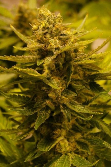 CBD OG Regular Seeds - 10-CC-029