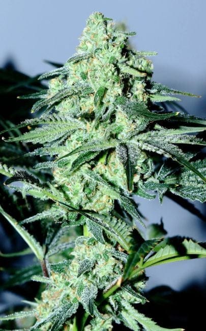 Sour Patch Kiss Feminised Seeds - 6-LV8-SPK-FEM-6