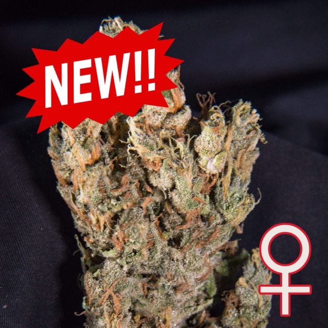 Lemon Sputnik Auto Feminised Seeds - 5-KC-LEMSP-AUTO-F5