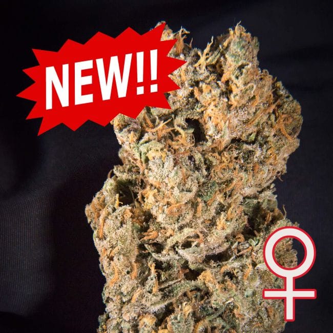 Space Mango Auto Feminised Seeds - 5-KC-SPMANG-AUTO-F5
