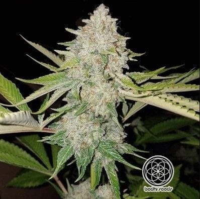 Hashplant #4 Regular Seeds - 11-BODH-HP4-REG