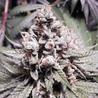 Hashplant D Regular Seeds - 11-BODH-HPD-REG