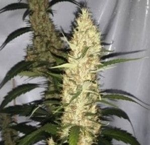 Pinball Wizard Regular Seeds - 11-BODH-PINWIZ-REG