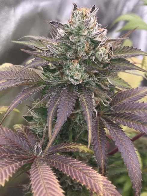 Sakura Regular Seeds - 11-BODH-SAK-REG