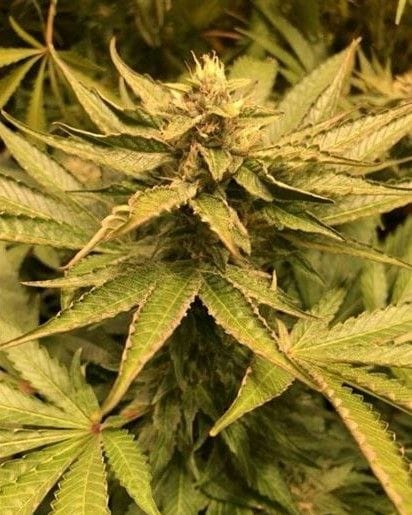 Sakura Regular Seeds - 11-BODH-SAK-REG