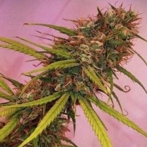 Soar Regular Seeds - 11-BODH-SOAR-REG