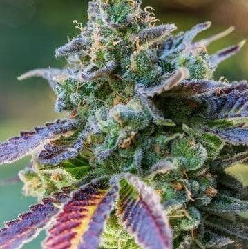 Wookie Orgasm Regular Seeds - 11-BODH-WOOKIEORG-REG