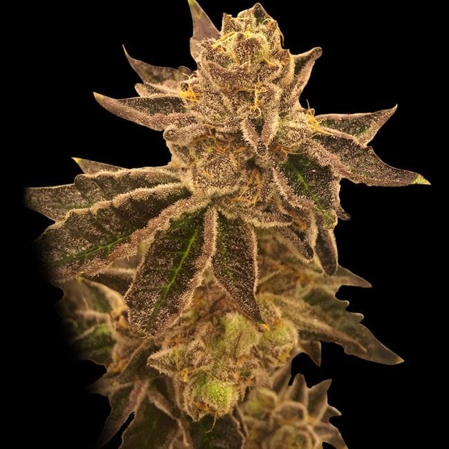 Cookie OX Regular Seeds - 12-RD-049