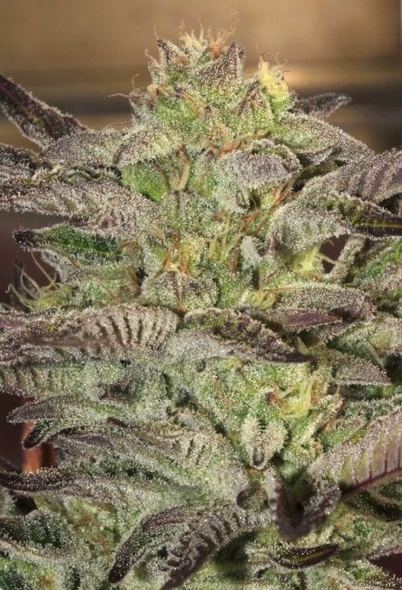 Accord Feminised Seeds - 6-MAM-ACC-FEM-6