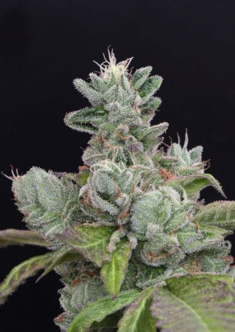 Bubba Cookies Feminised Seeds - 6-MAM-BUBBA-FEM-6