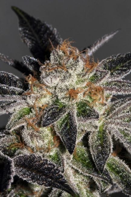 Cookies Feminised Seeds - 6-MAM-COOKIES-FEM-6