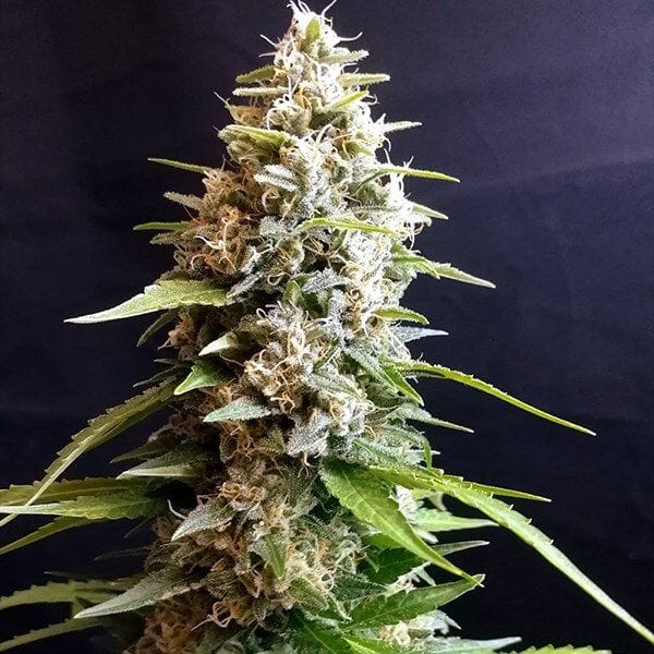Maltezerz Feminised Seeds - 5-G13L-MALT-FEM-5