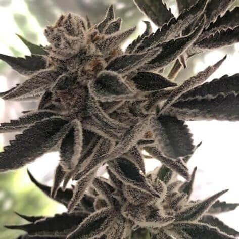 Do-Si-Dos Zkittlez Feminised Seeds - 6-PLUG-DOZKITT-FEM-6