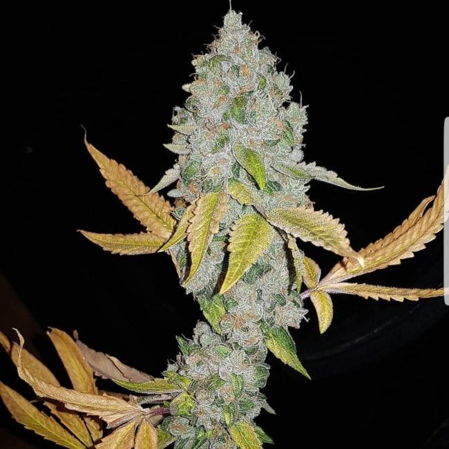 El Chapo Feminised Seeds - 6-PLUG-CHAPO-FEM-6