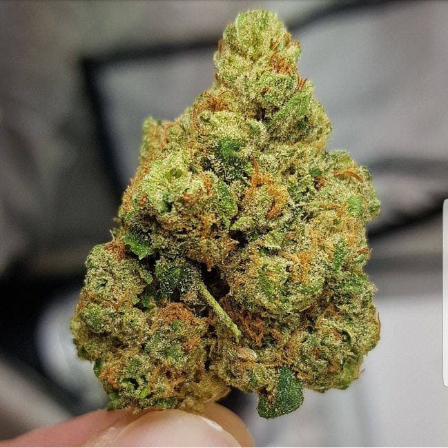 El Chapo Feminised Seeds - 6-PLUG-CHAPO-FEM-6