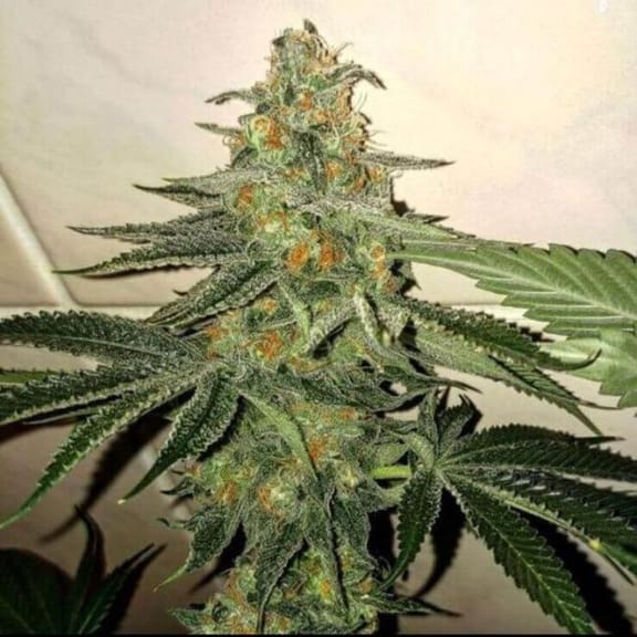 Forbidden Fruit Cake Feminised Seeds - 6-PLUG-FFC-FEM-6