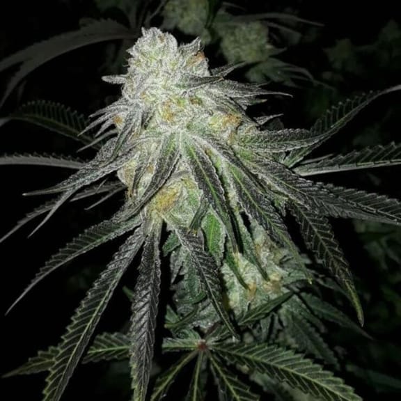 Lots of Zkittlez Feminised Seeds - 6-PLUG-LOTZK-FEM-6