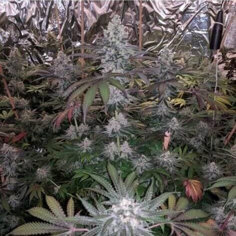 Melonaid Zkittlez Feminised Seeds - 6-PLUG-MELZK-FEM-6