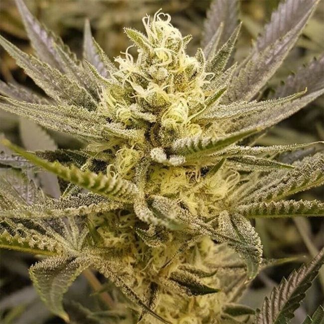 Sorbet Feminised Seeds - 6-PLUG-SORB-FEM-6