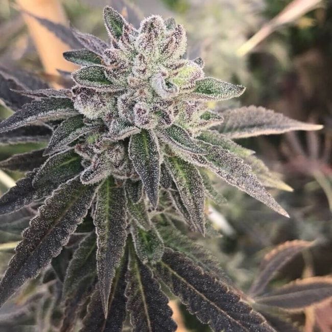 Sorbet Feminised Seeds - 6-PLUG-SORB-FEM-6