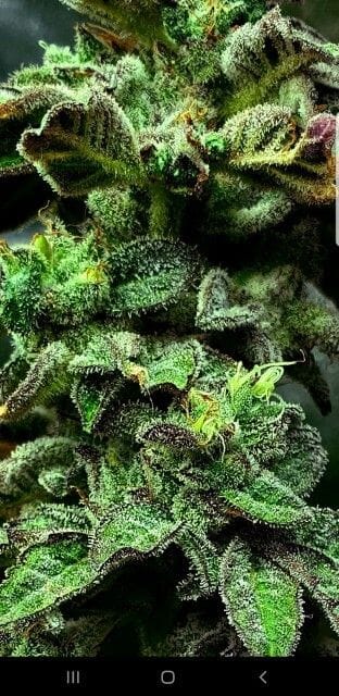 Strawberry Cane Feminised Seeds - 6-HS-054F-6