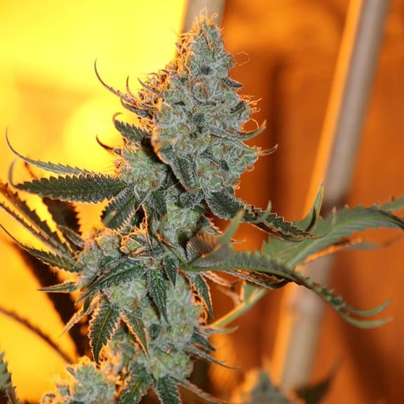 Asian Persuasion Regular Seeds - 5-TGA-ASN-REG-5