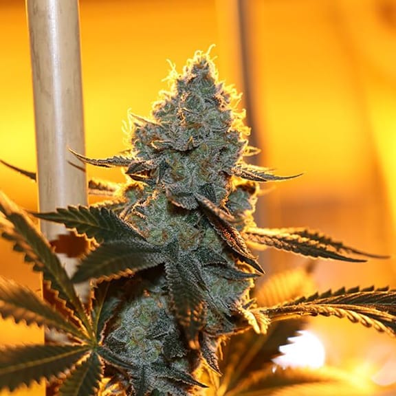 Asian Persuasion Regular Seeds - 5-TGA-ASN-REG-5