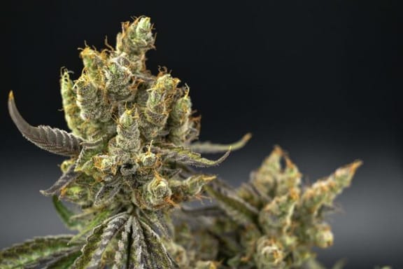 Astrosnaps Regular Seeds - 5-TGA-ASNAPS-REG-5