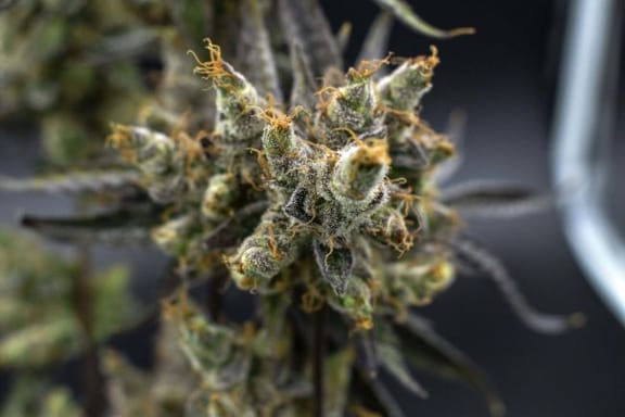 Astrosnaps Regular Seeds - 5-TGA-ASNAPS-REG-5