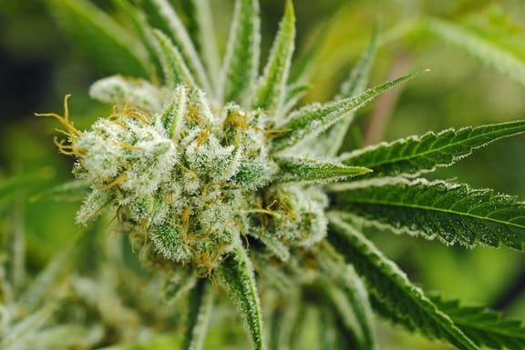 My Sharona Regular Seeds - 5-TGA-MYSH-REG-5