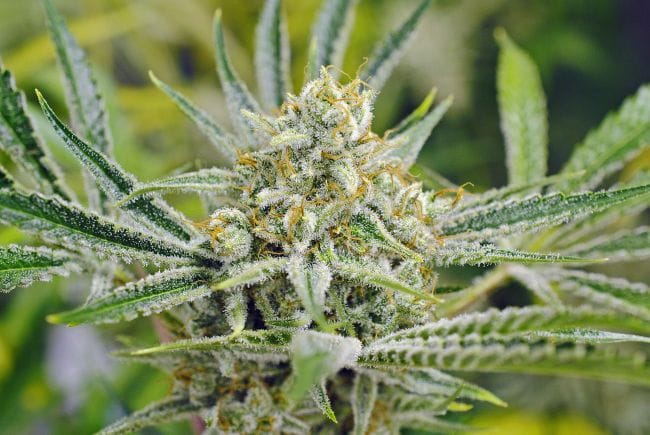 My Sharona Regular Seeds - 5-TGA-MYSH-REG-5