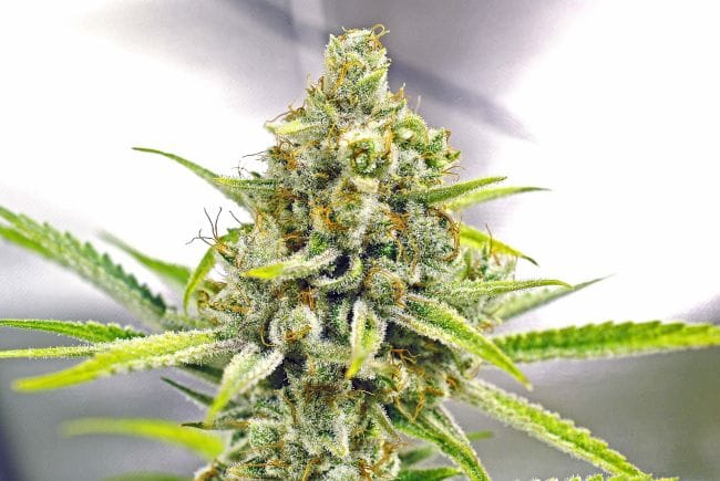 My Sharona Regular Seeds - 5-TGA-MYSH-REG-5